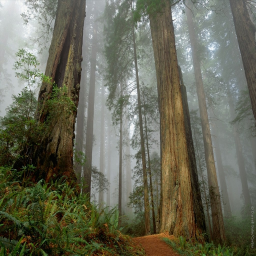 Forest Expansion 3.1.2a preview
